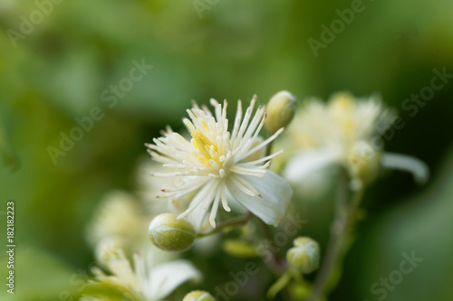 Flowers of Clematis vitalba.