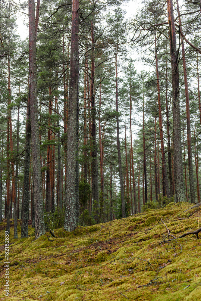 pine tree forest with moss covered ground in late autumn pine tree forest with moss covered ground in late autumn