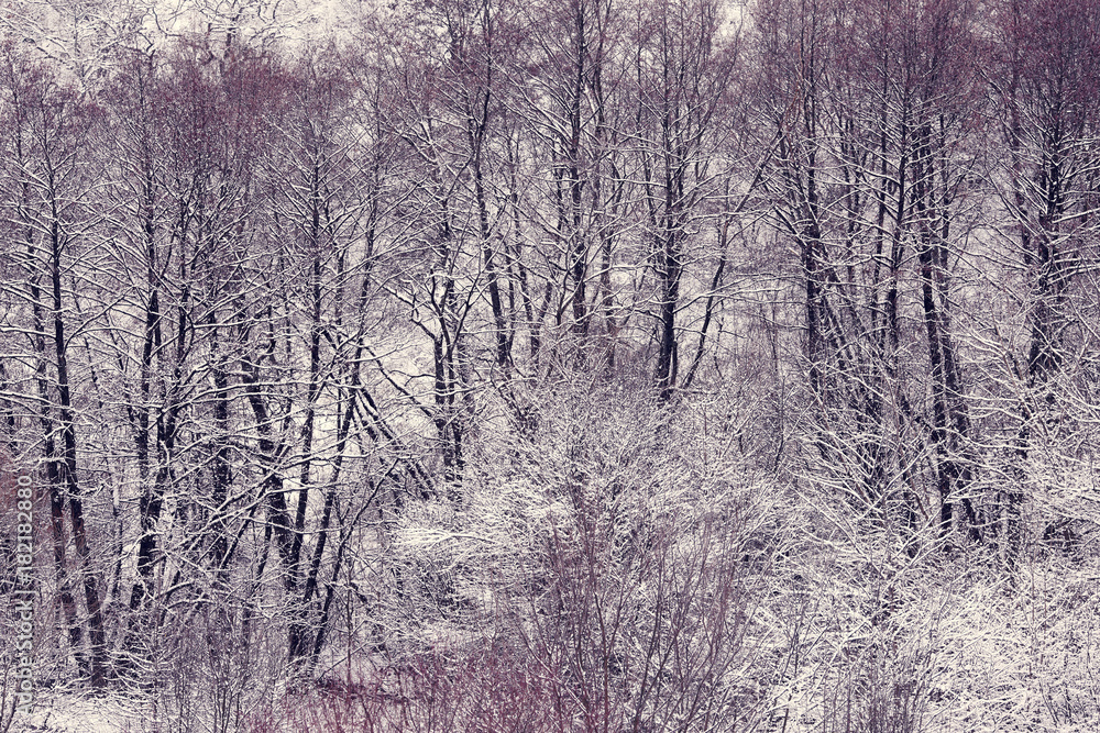 forest covered with snow in a frosty morning forest covered with snow in a frosty morning