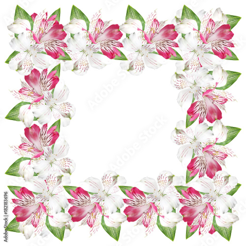 Beautiful floral pattern of white and pink alstromerias  © Ann-Mary