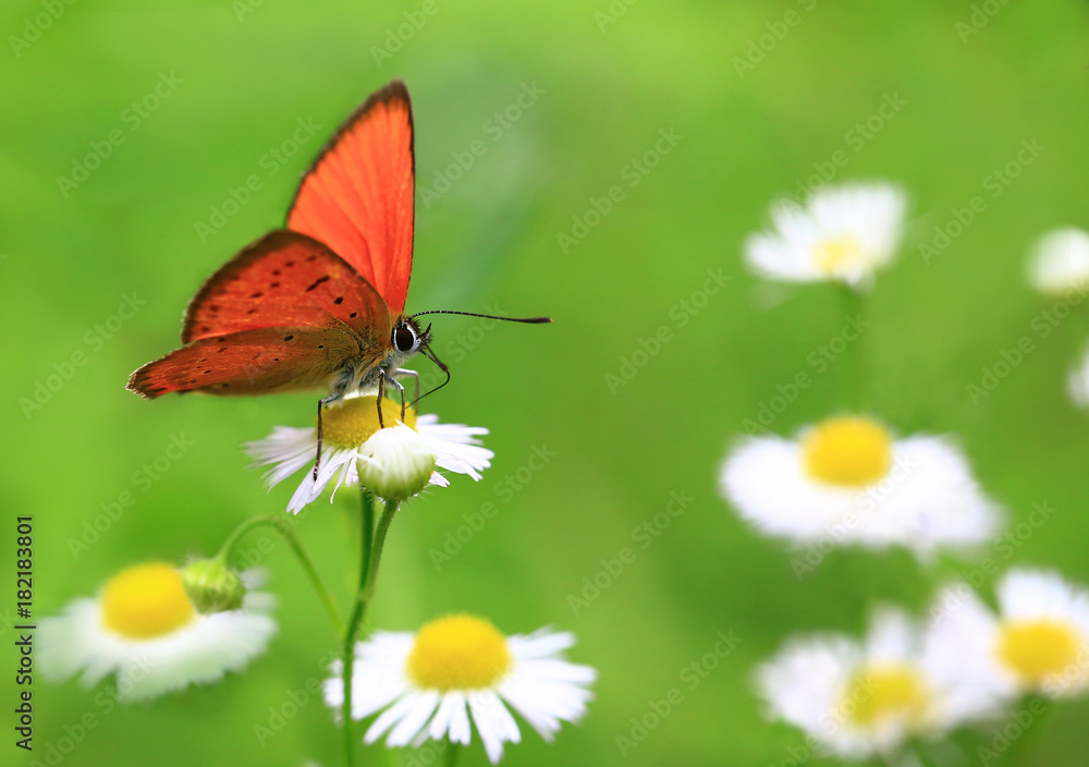 In the hot summer.Orange butterfly sitting on white flower and collects nectar.