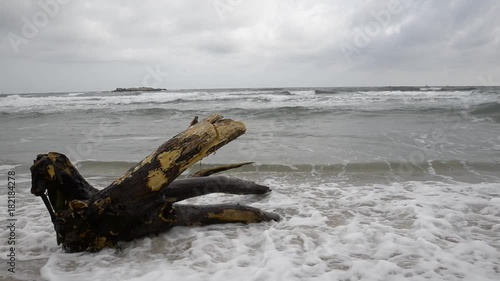 in cloudy and stormy weather waves crashing on a tree stump on the shore