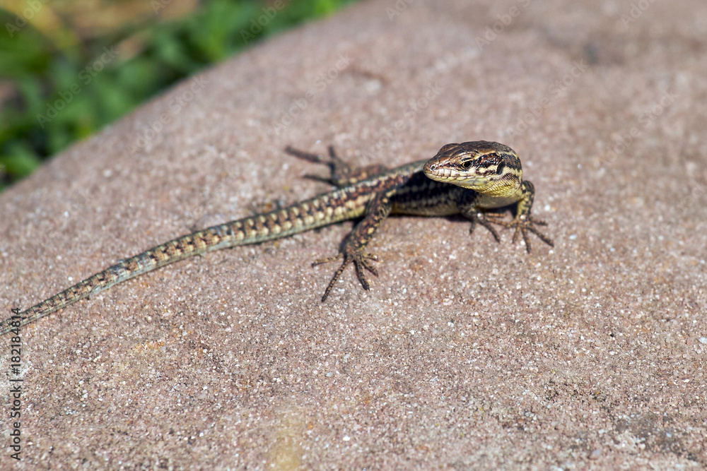 Naklejka premium Eidechse