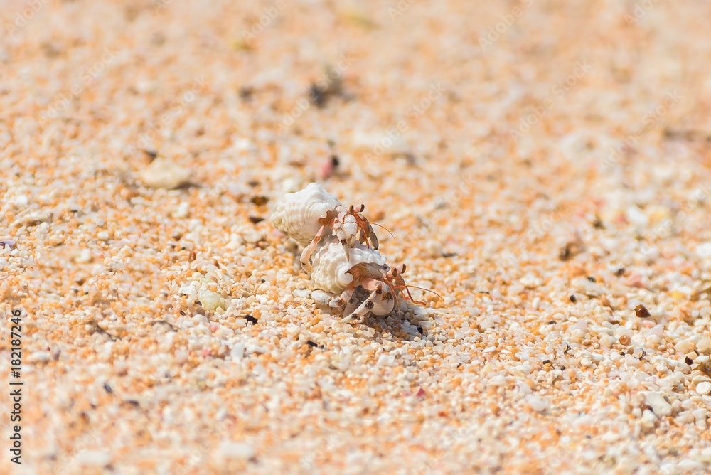 Two hermit crab fighting on the sand on an atoll, French Polynesia 

