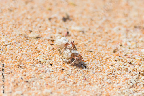Two hermit crab fighting on the sand on an atoll, French Polynesia 