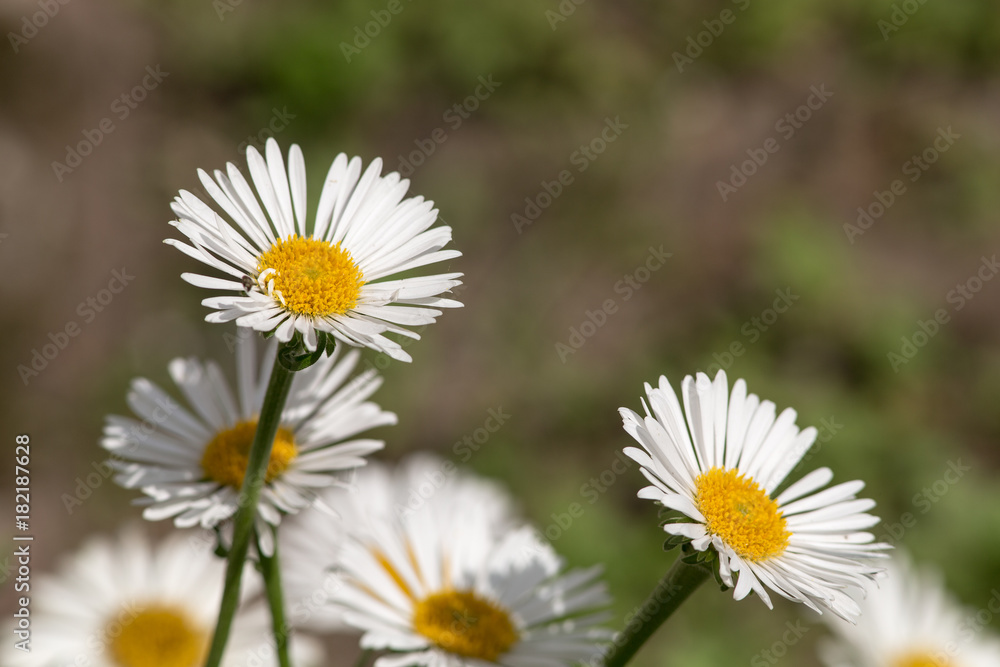 Obraz premium white flowers in the foreground