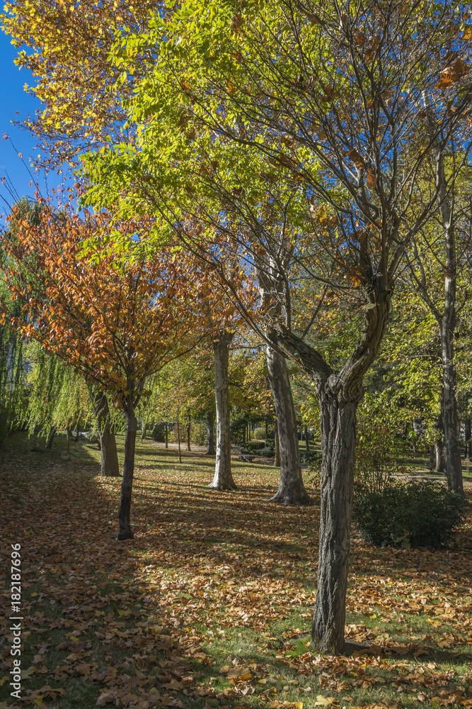 Parque Cipriano Gerónimo en otoño (El Espinar)