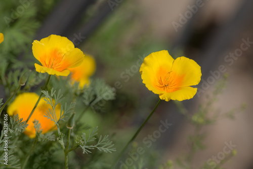 summer yellow flowers