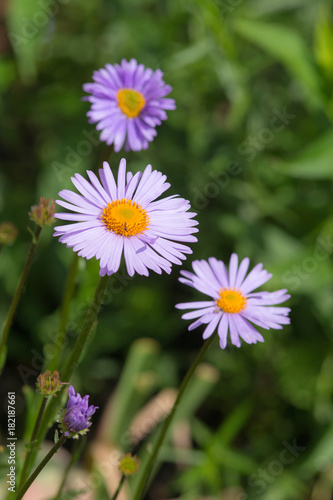 violet aster in the summer