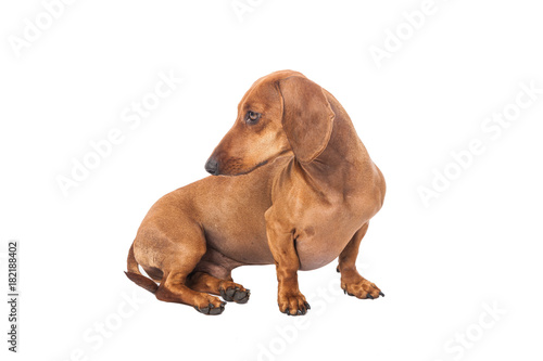 Dachshund Dog isolated over white background