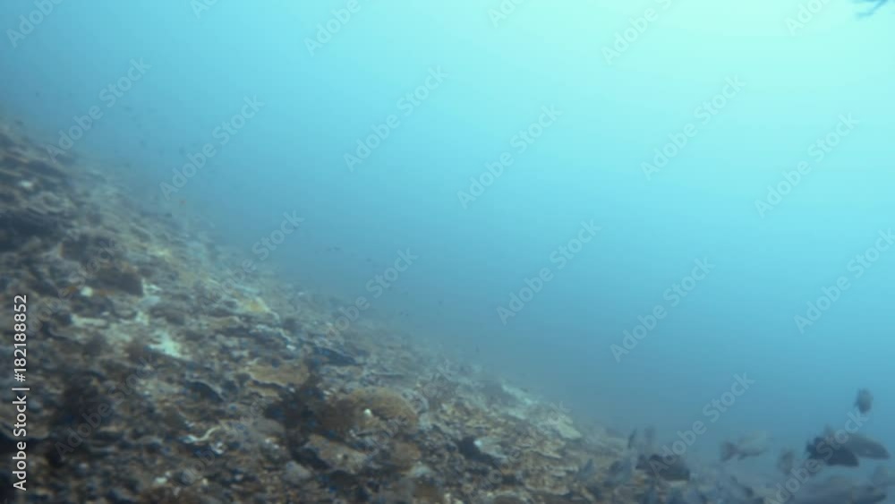 A moving shot underwater passing a school of fish. The ocean floor is covered with coral reefs. A moving shot underwater passing a school of fish. The ocean floor is covered with coral reefs.