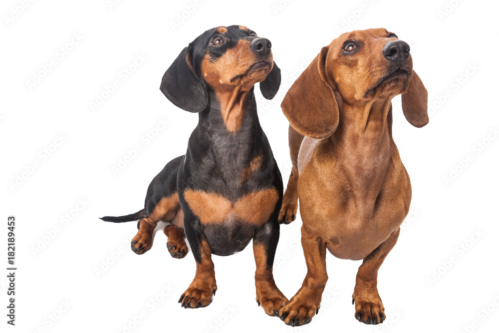Two dachshund dog  over white background