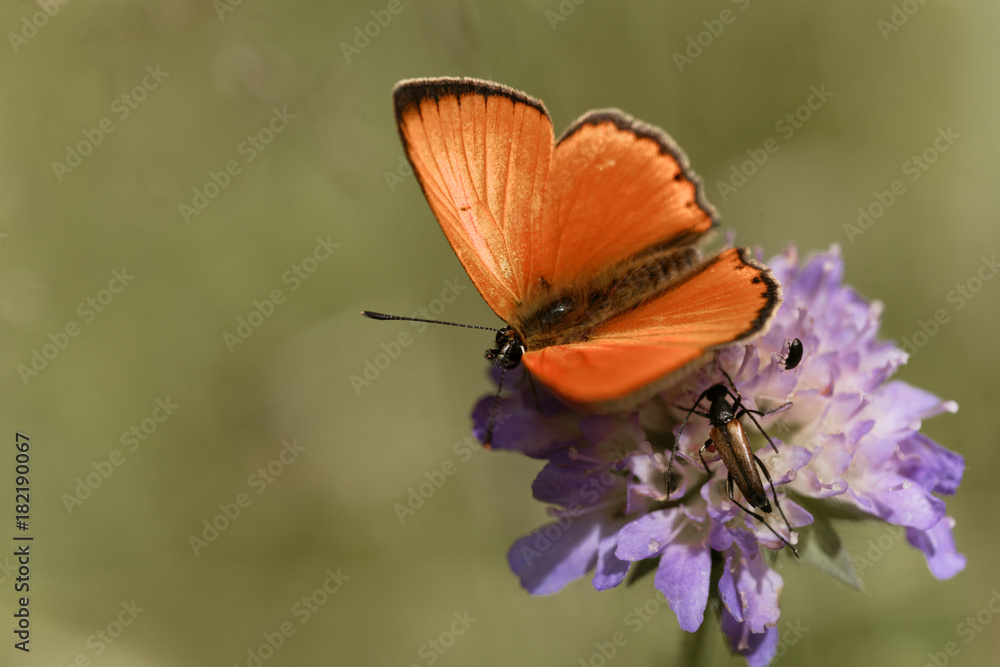 Obraz premium Scarce copper butterfly, Lycaena virgaureae