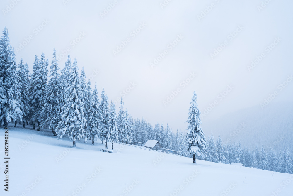 Snowy winter in a mountain forest Snowy winter in a mountain forest