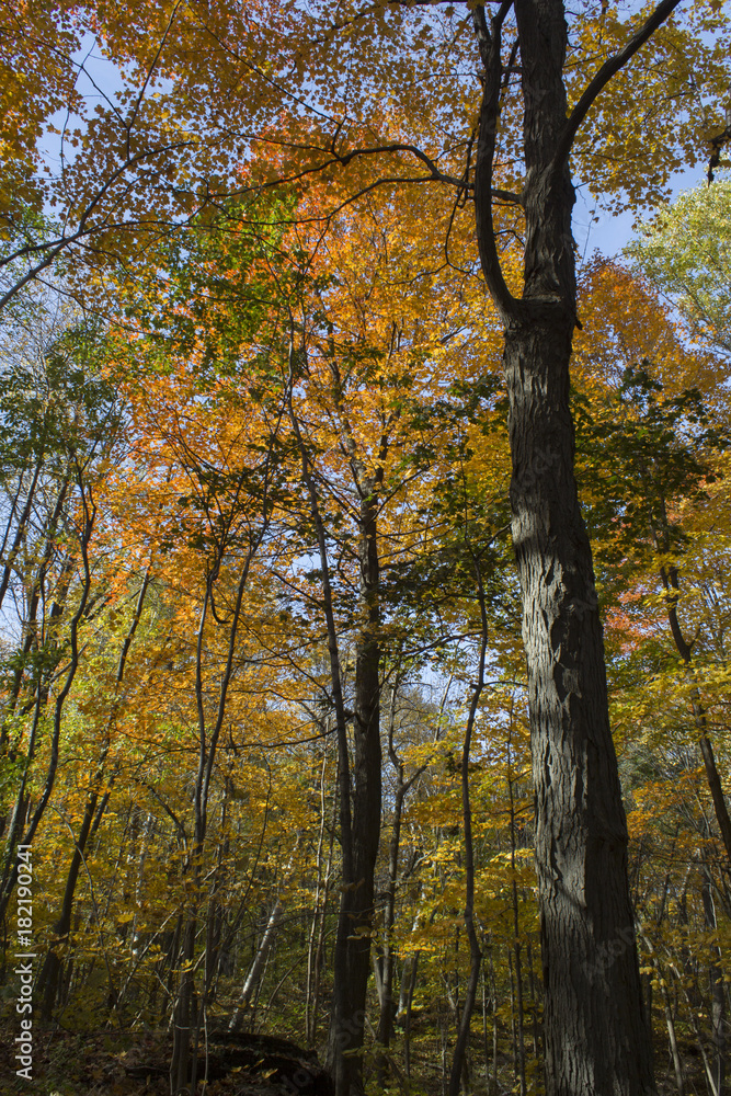 L'automne au parc