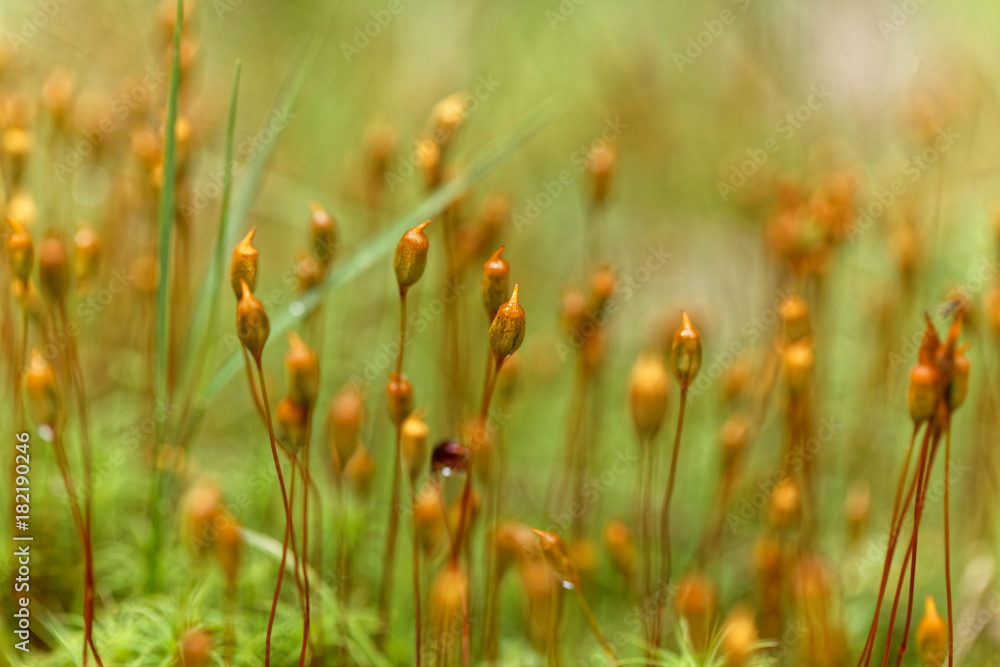 Capsules of common hair moss Capsules of common hair moss