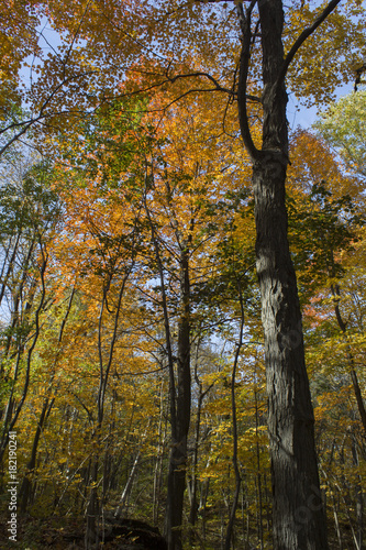 L'automne au parc