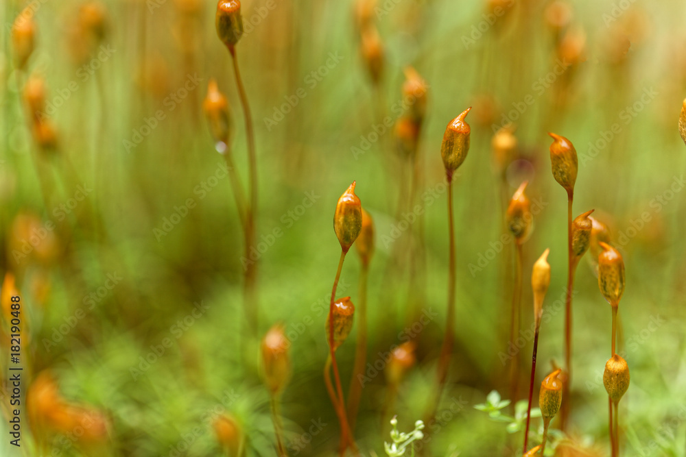Capsules of common hair moss Capsules of common hair moss