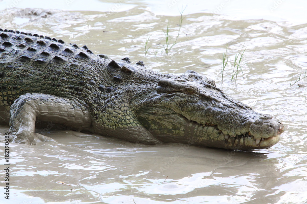 salt water crocodile (alligator) outside in low mud Stock-Foto | Adobe Stock