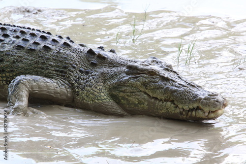 salt water crocodile (alligator) outside in low mud