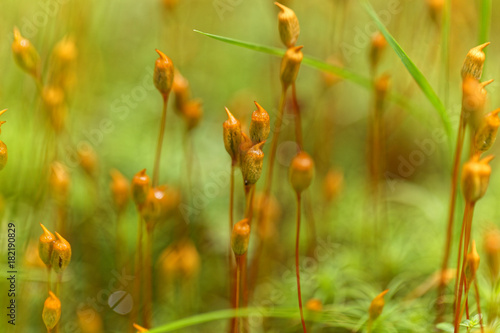 Capsules of common hair moss © ChrWeiss