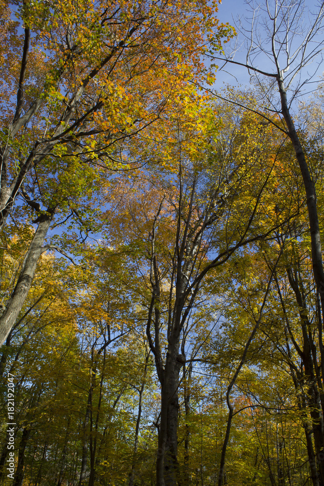 Des couleurs d'automne