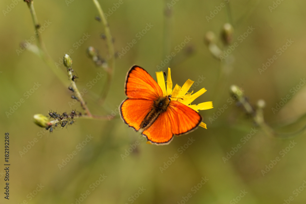 Scarce copper butterfly, Lycaena virgaureae Scarce copper butterfly, Lycaena virgaureae