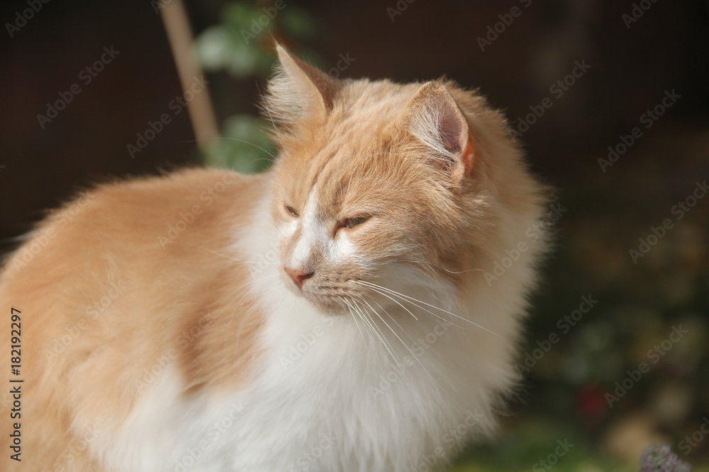 The street cat enjoying its time under the sun.