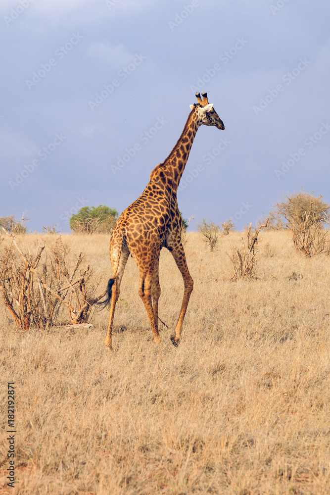 Obraz premium Lonely Giraffe in the Savannah