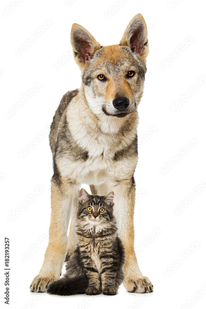 Junger Hund und junge Katze