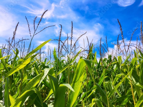 Corn growing against a blue sky