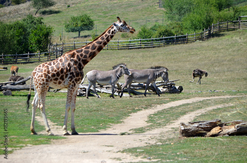 giraffe with zebra