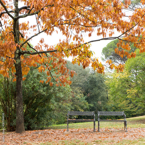 Two empty benches in a park in Montecatini  Tuscany  with trees and yellow leaves 