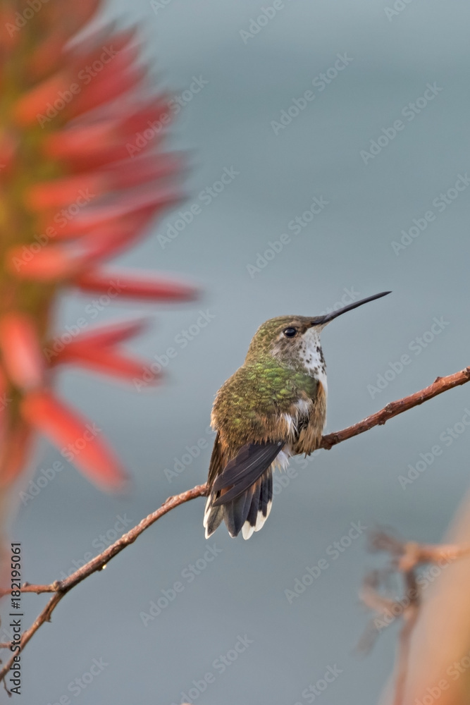 Naklejka premium Hummingbird at Laguna Beach park garden at dawn