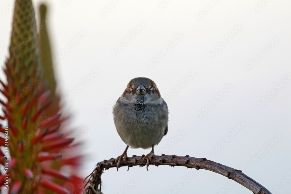 Naklejka premium Bird sparrow at Laguna Beach garden at dawn