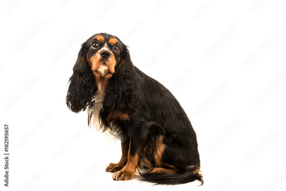 cavalier King Charles spaniel