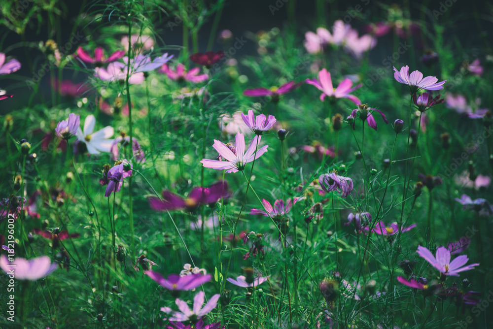 Background from tender soft pink beautiful flowers in green grass, floral natural vintage hipster image Background from tender soft pink beautiful flowers in green grass, floral natural vintage hipster image