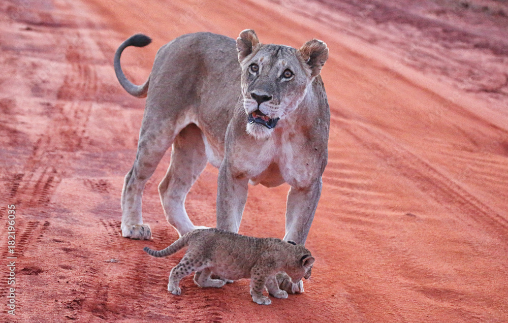Naklejka premium Löwin mit Babys