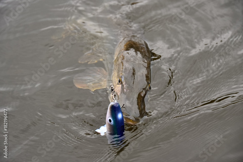 Freshly caught northern pike by a sportsfisherman swimming with hooked blue and with paddletail pike jig in its mouth on late October cloudy day at the Baltic Sea in archipelago of Southern Finland. photo