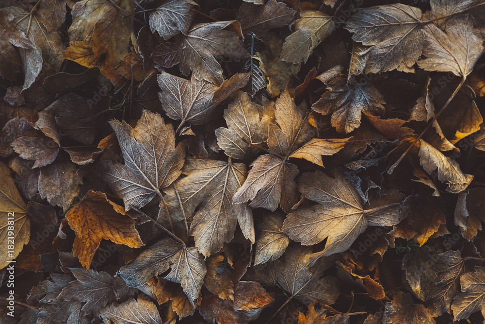 Autumn leaves on the ground - top view Autumn leaves on the ground - top view