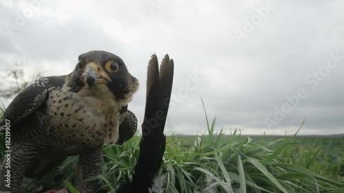 Peregrine falcon with hunted crow - 5k red epic footage