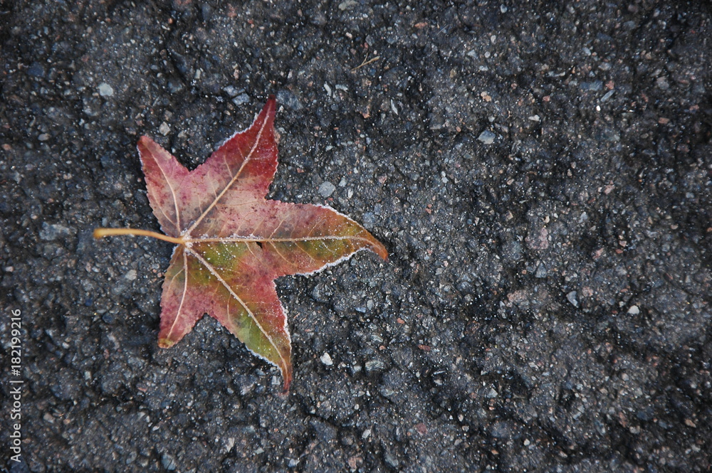 One maple leaf covered with frost lies on the asphalt. One maple leaf covered with frost lies on the asphalt.