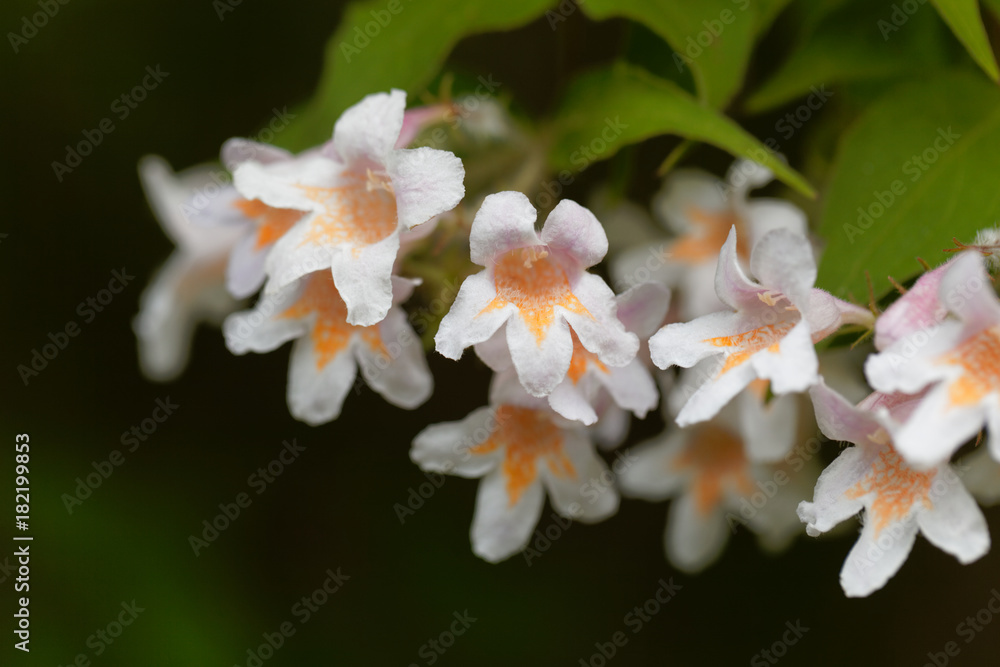 Obraz premium Beauty bush, Kolkwitzia amabilis