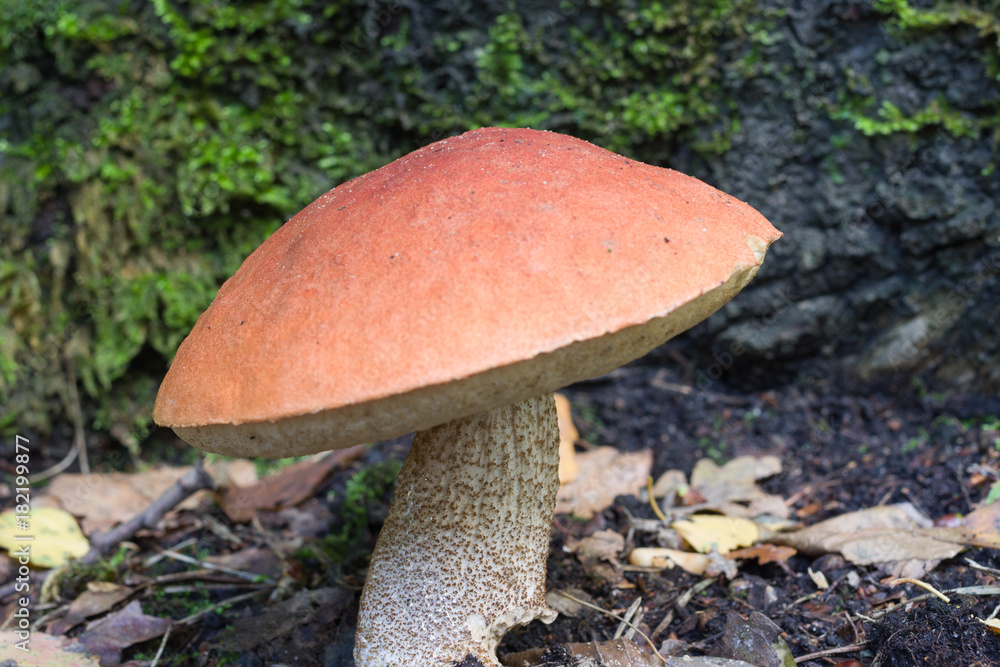Orange bolete on forest ground in autumn Orange bolete on forest ground in autumn