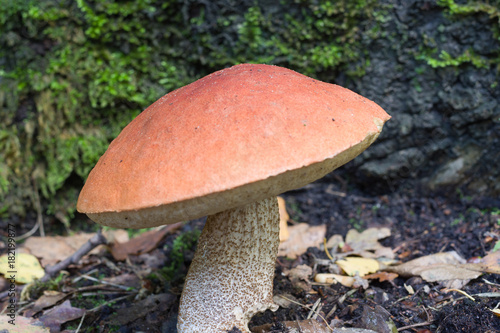 Orange bolete on forest ground in autumn