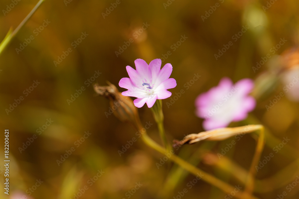 Fototapeta premium Flower of a Rose of Heaven