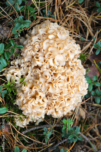 Sparassis crispa czyli cauliflower fungus