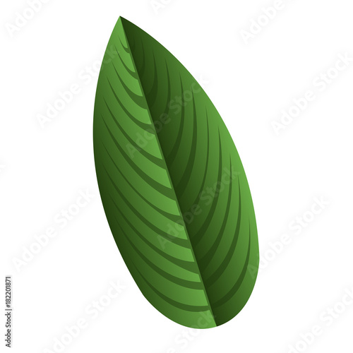 Isolated leaf icon