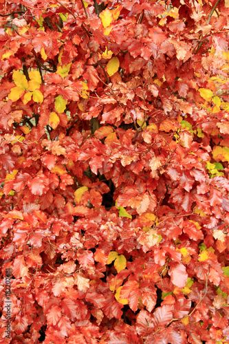 yellow wet leaves on the tree