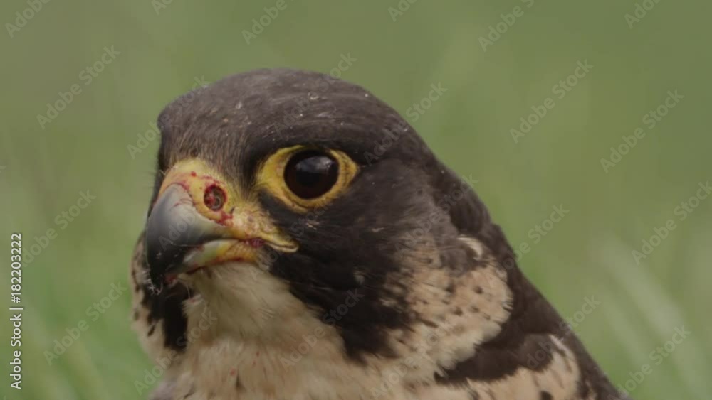 Peregrine falcon with hunted crow - 5k red epic footage Peregrine falcon with hunted crow - 5k red epic footage